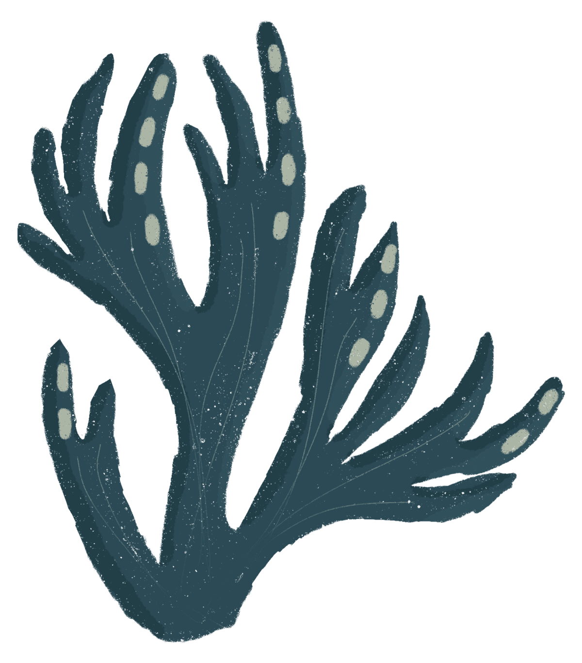 coral