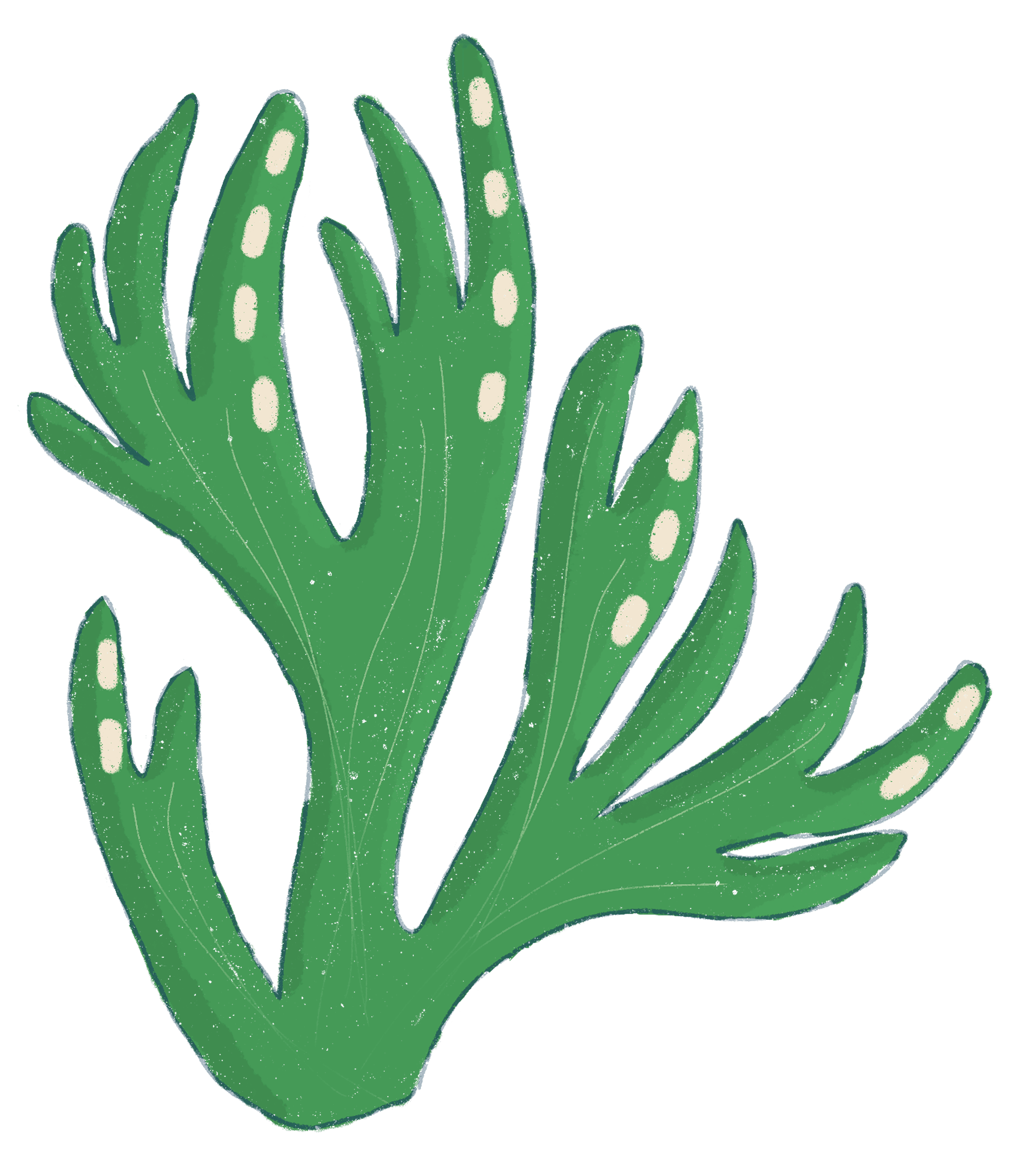 coral