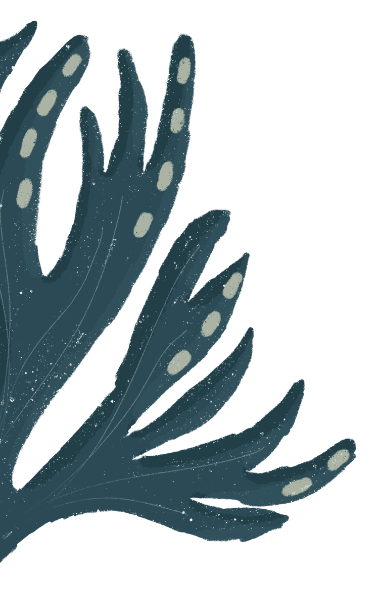 coral