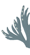 koral