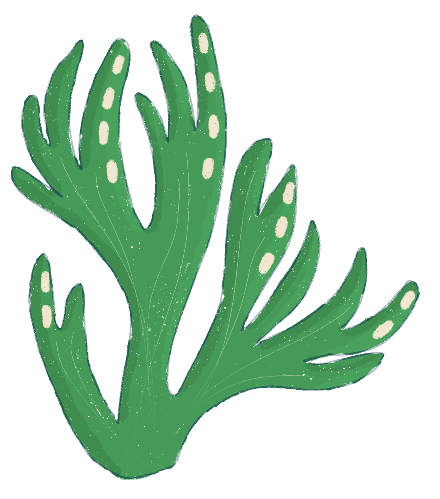 Coral